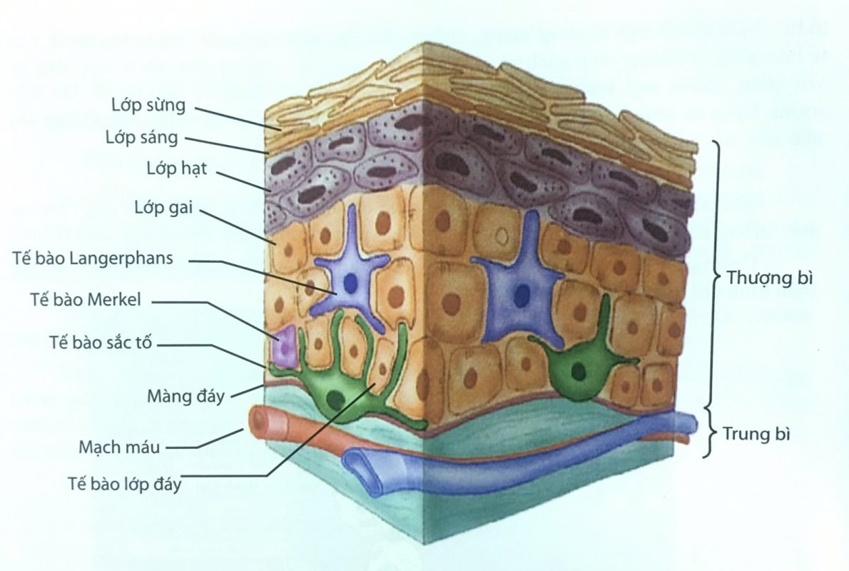 Top Spa Việt Nam