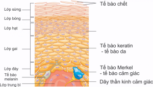 cấu trúc da